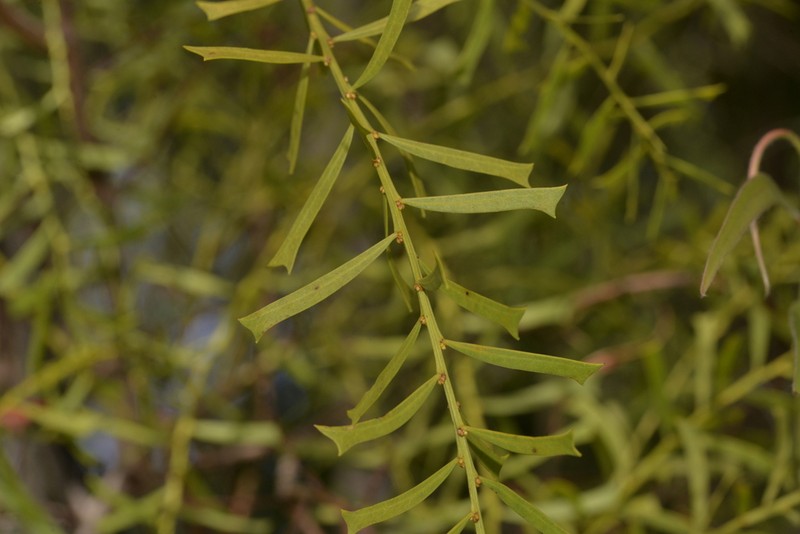 Acacia truncata photo 6
