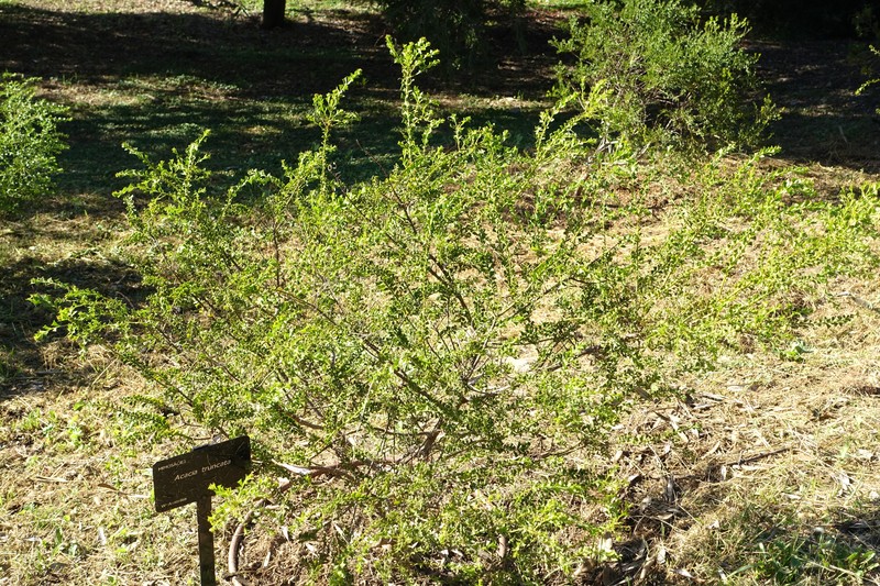 Acacia truncata