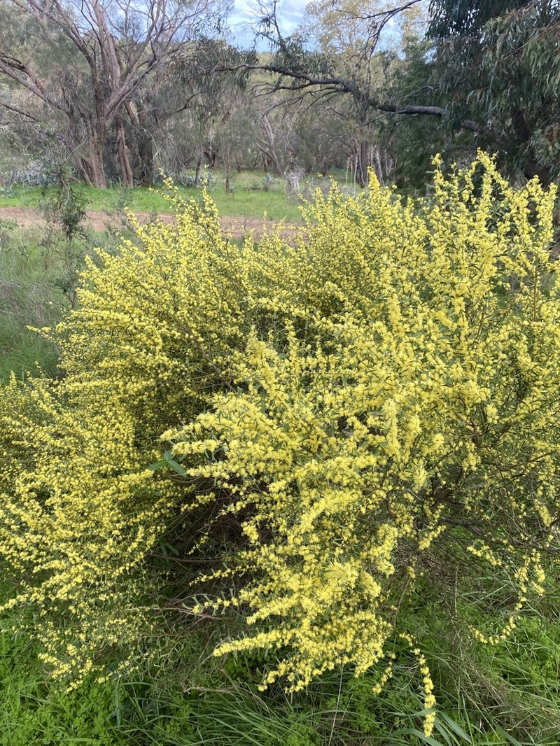 Acacia truncata photo 7