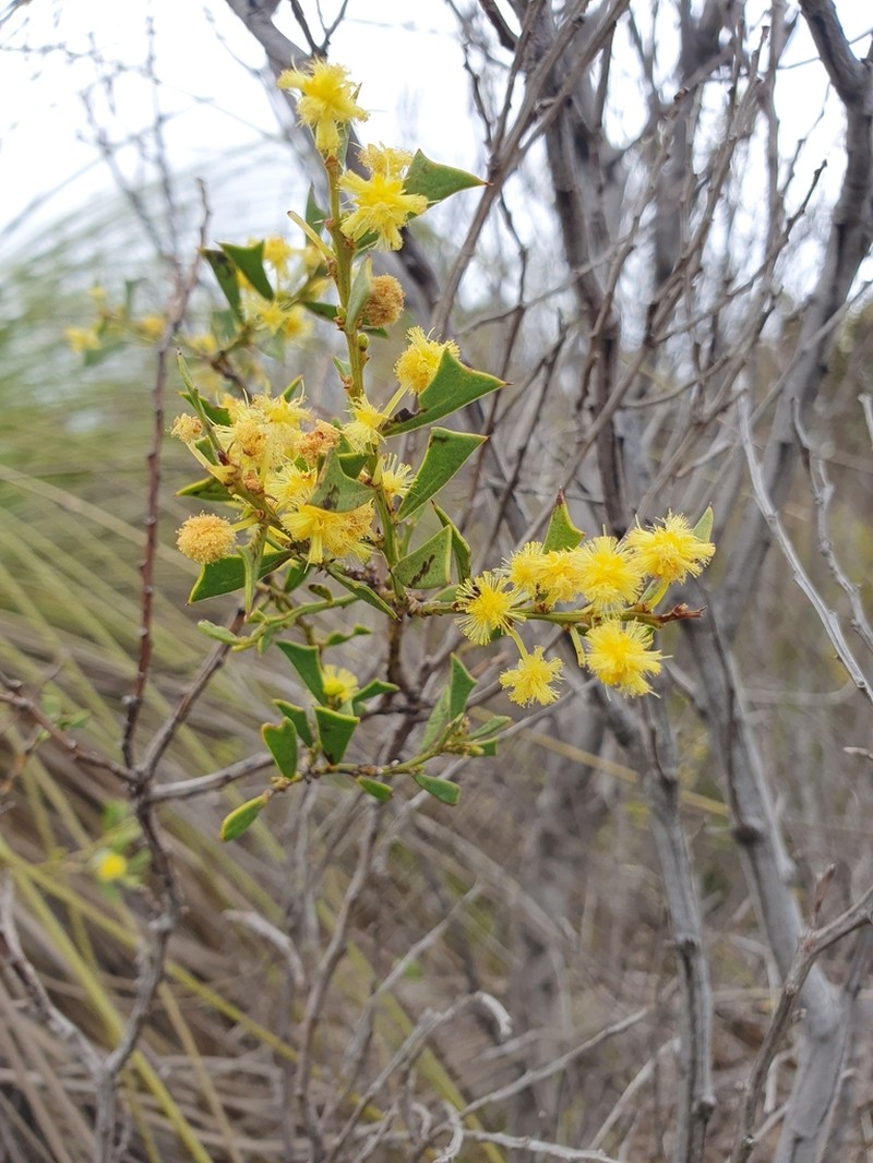 Acacia truncata photo 8
