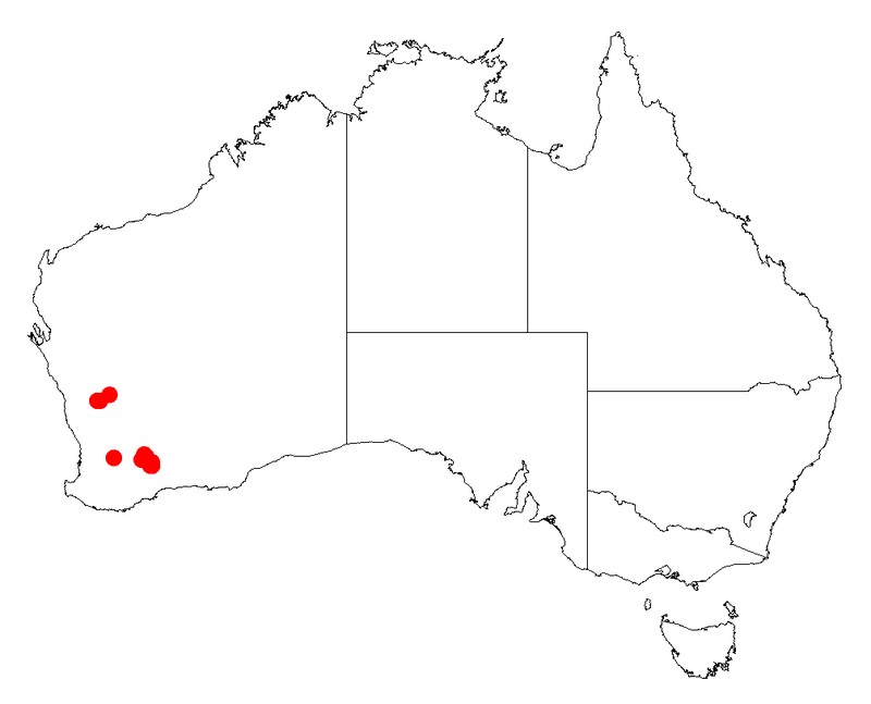 Acacia tuberculata