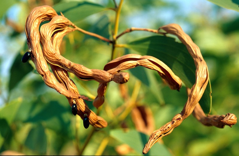 Acacia tumida