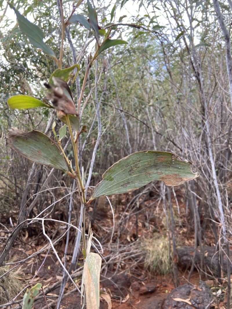 Acacia tumida photo 2