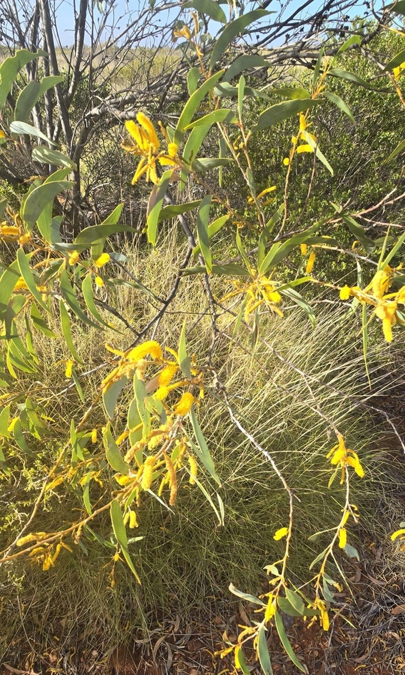 Acacia tumida photo 3