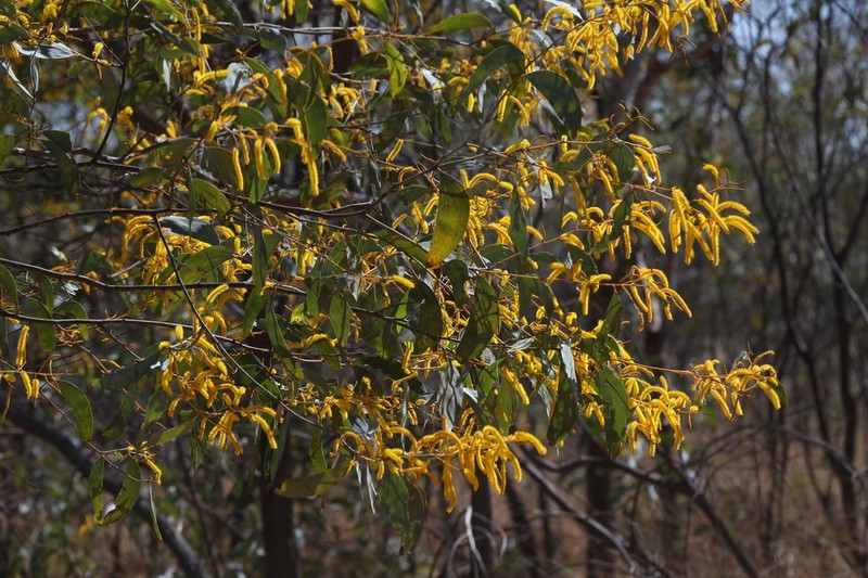 Acacia tumida photo 4