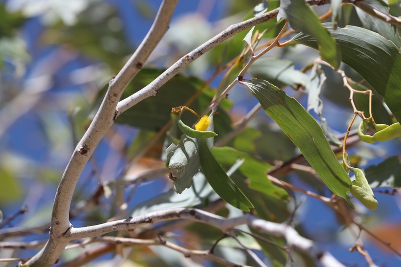 Acacia tumida photo 5