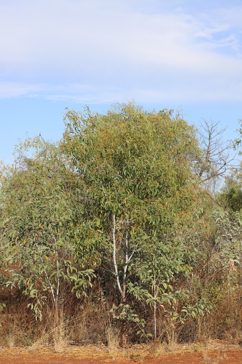 Acacia tumida photo 6