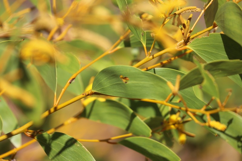 Acacia tumida photo 7
