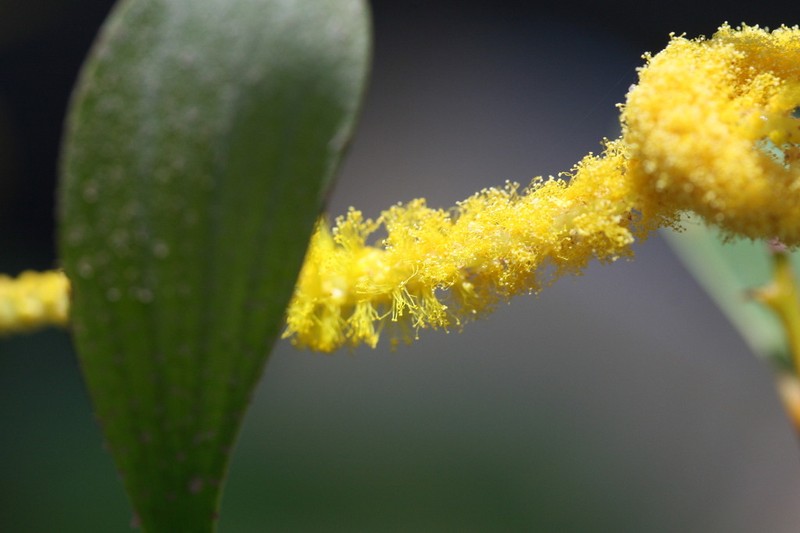 Acacia tumida photo 8