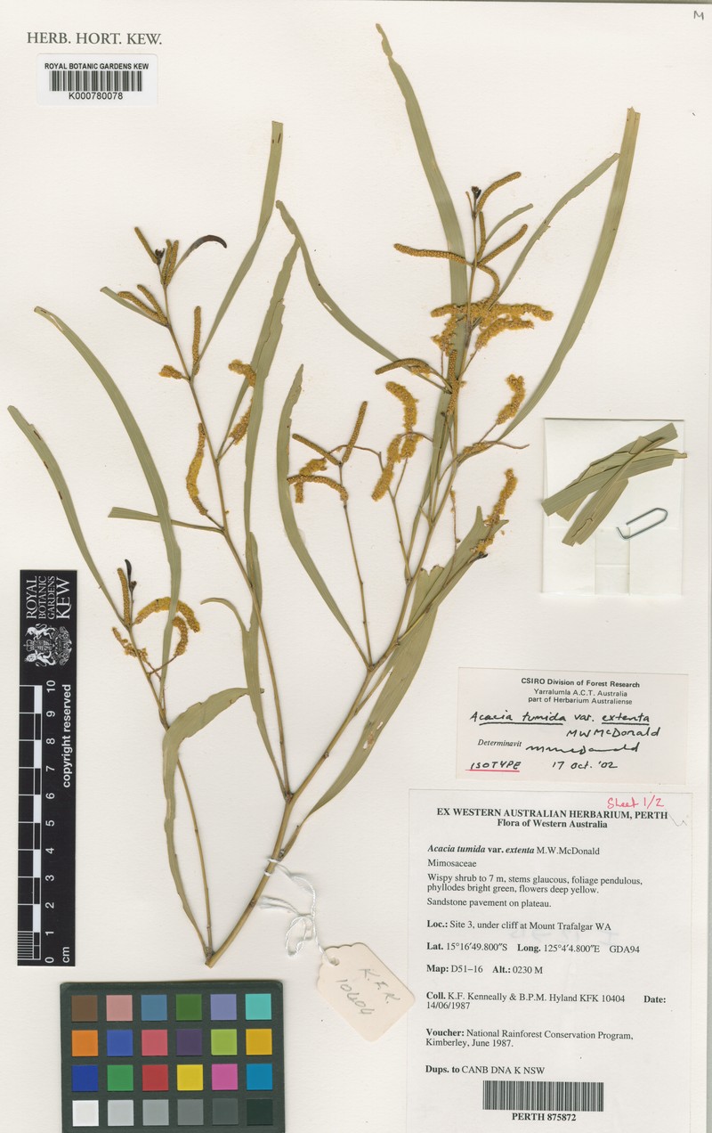 Acacia tumida var. extenta