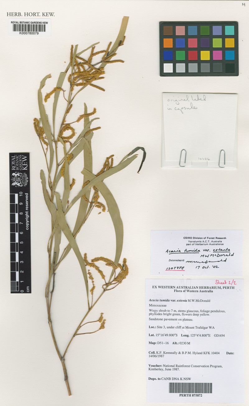 Acacia tumida var. extenta photo 2