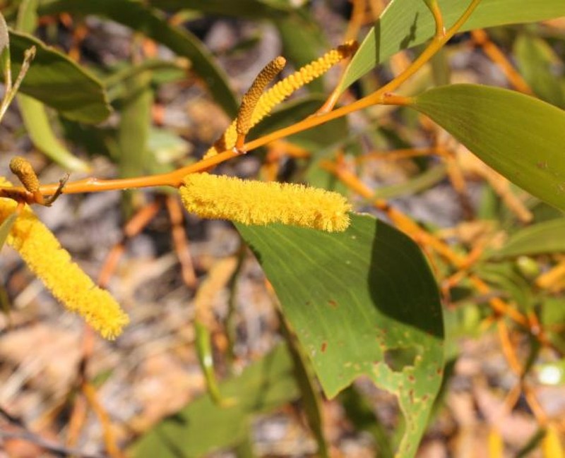 Acacia tumida var. kulparn