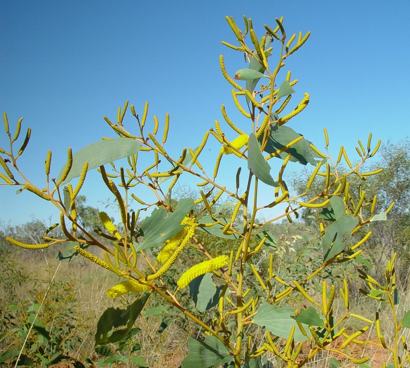 Acacia tumida var. kulparn photo 2