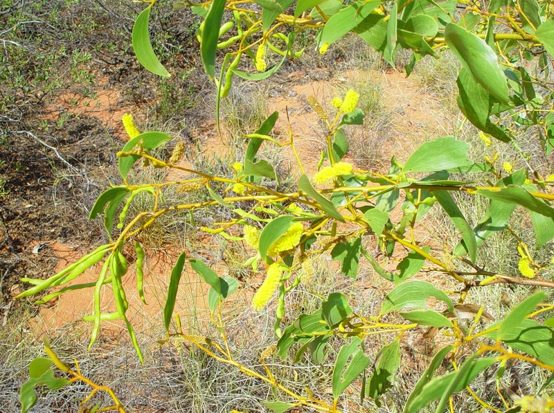 Acacia tumida var. kulparn photo 3