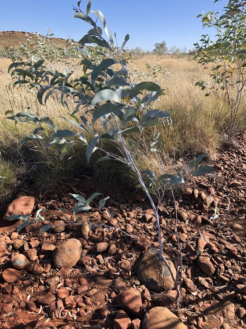 Acacia tumida var. pilbarensis photo 3