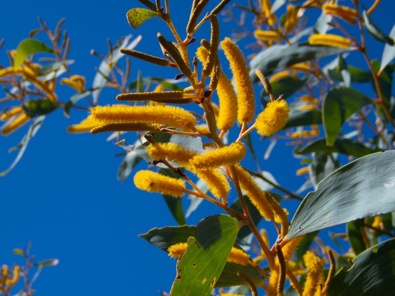 Acacia tumida var. pilbarensis photo 4