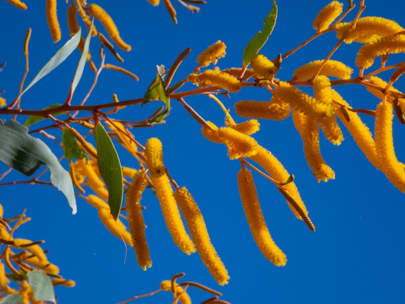 Acacia tumida var. pilbarensis photo 5