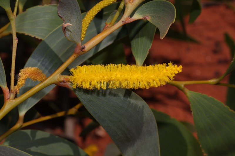Acacia tumida var. pilbarensis photo 6
