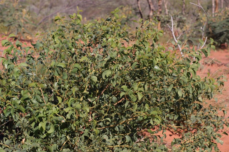 Acacia tumida var. pilbarensis photo 7