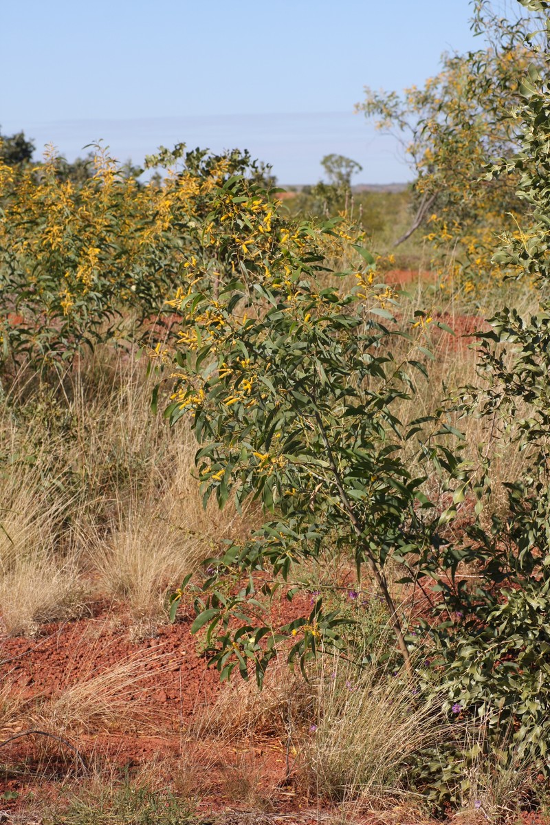 Acacia tumida var. pilbarensis photo 8