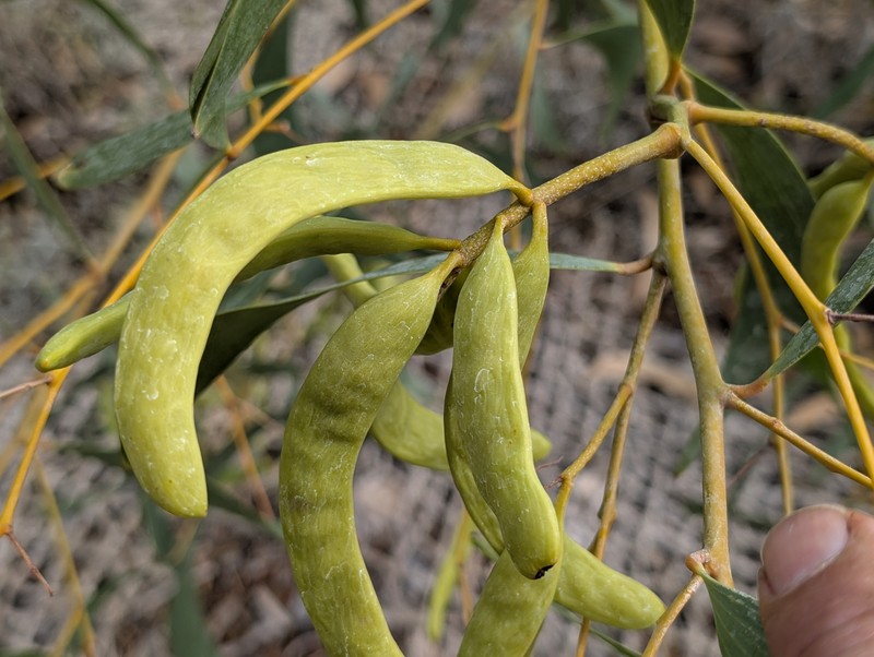 Acacia tumida var. pilbarensis