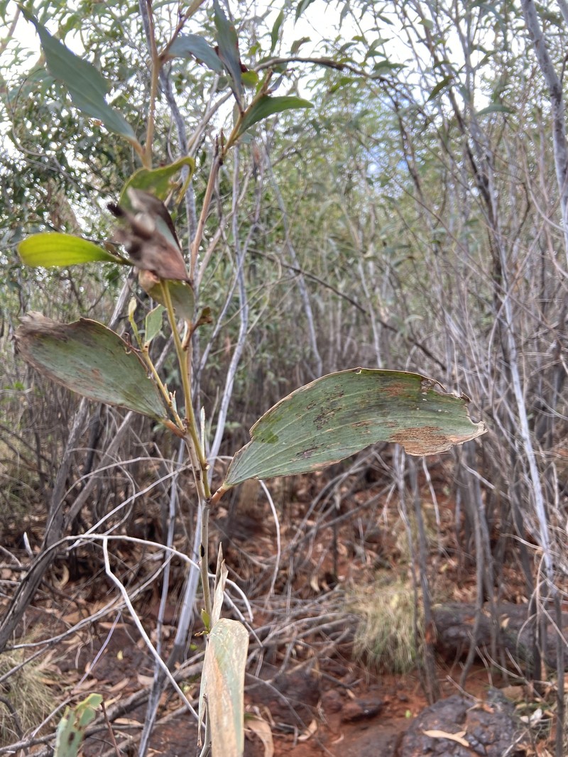Acacia tumida var. pilbarensis photo 2
