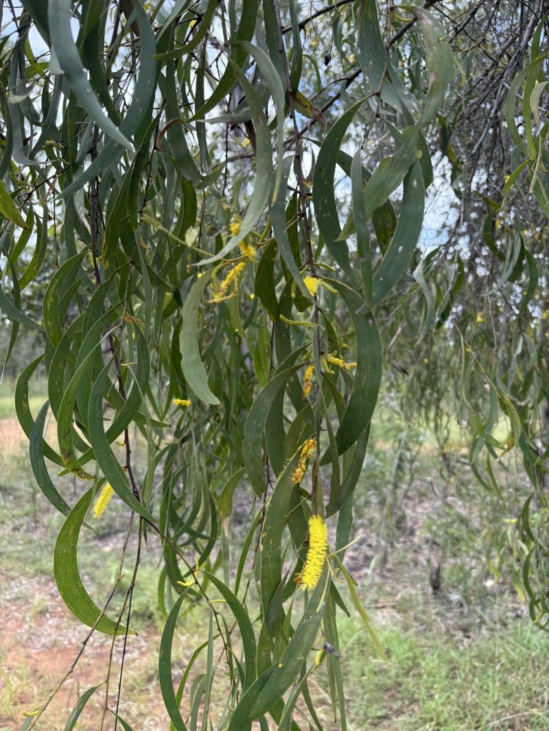 Acacia tumida var. tumida photo 2