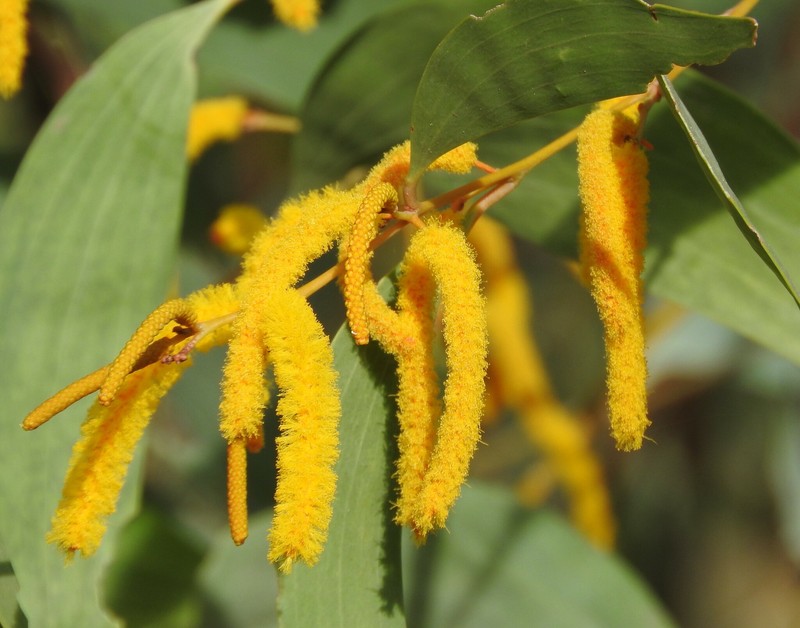 Acacia tumida var. tumida photo 4