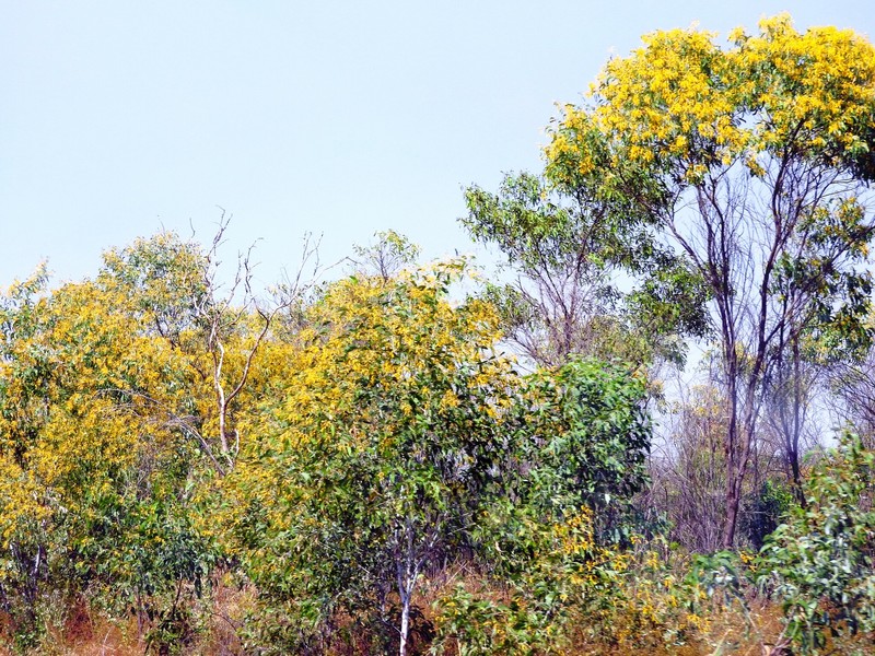 Acacia tumida var. tumida photo 5