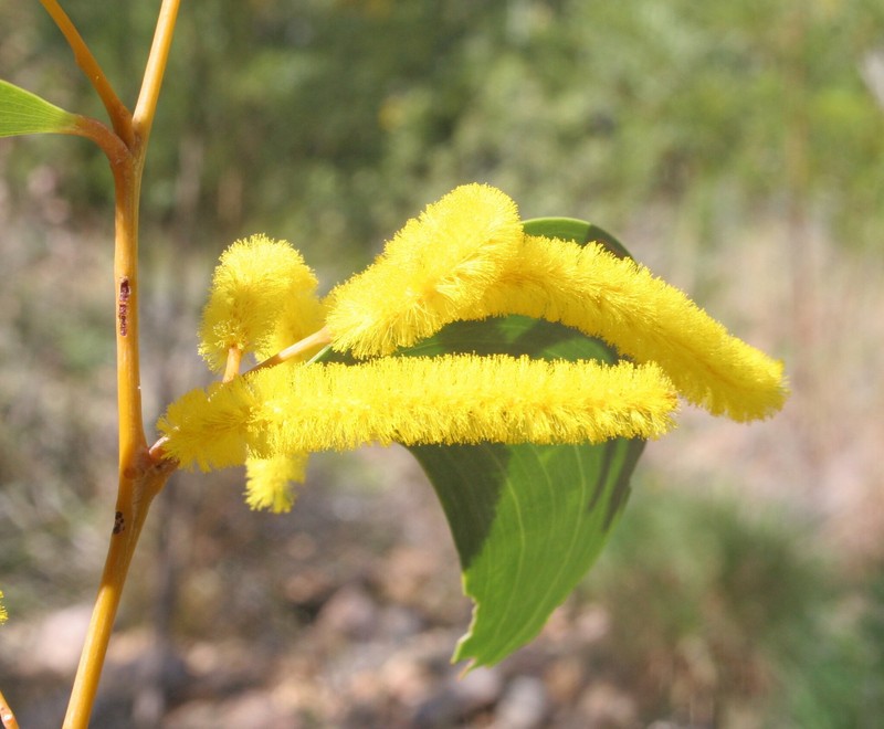 Acacia tumida var. tumida photo 8