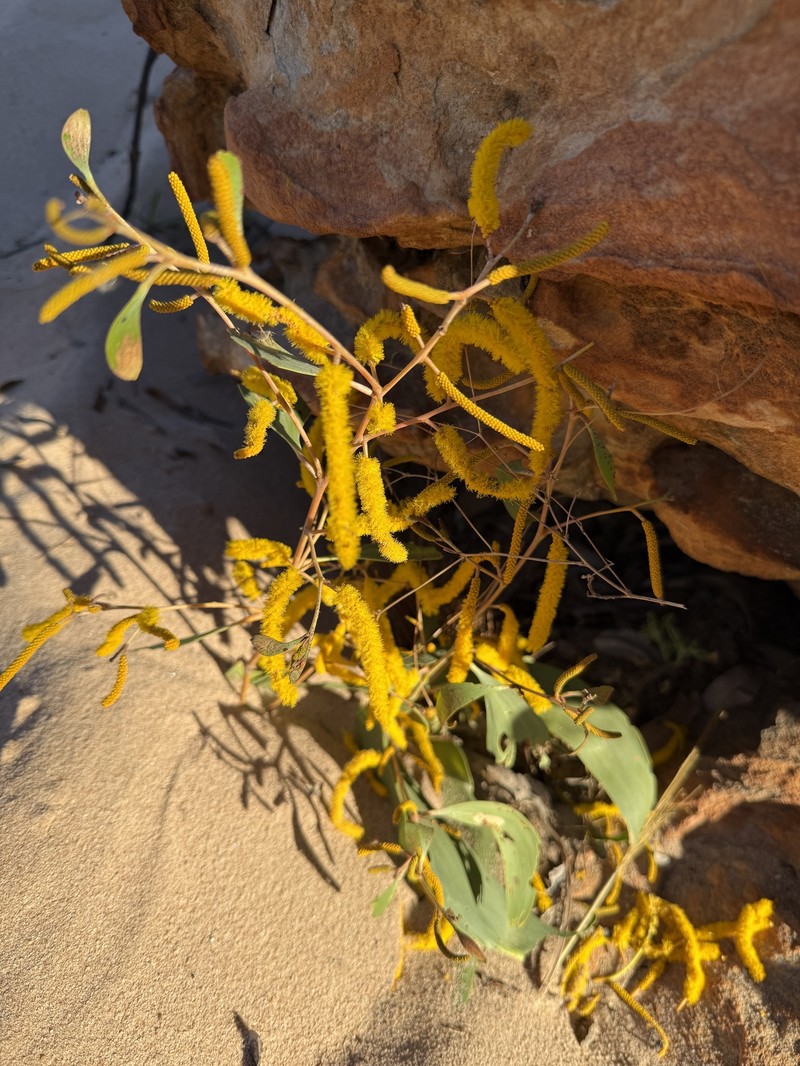 Acacia tumida var. tumida