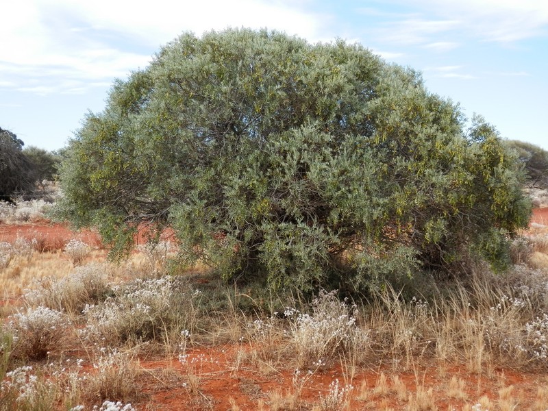 Acacia tysonii photo 5