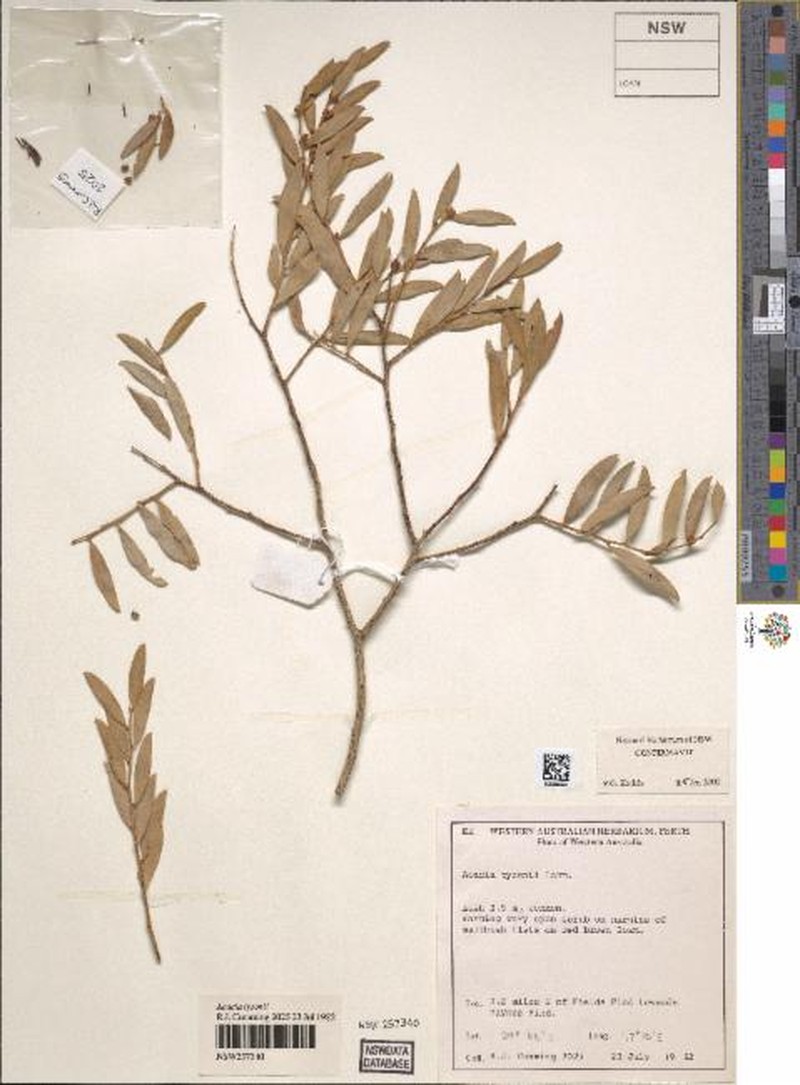 Acacia tysonii photo 6