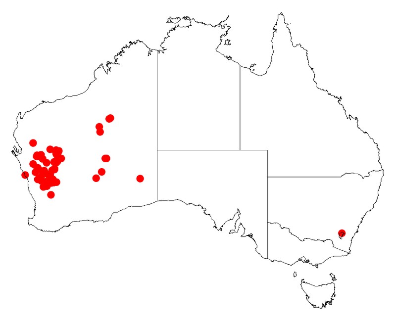 Acacia tysonii