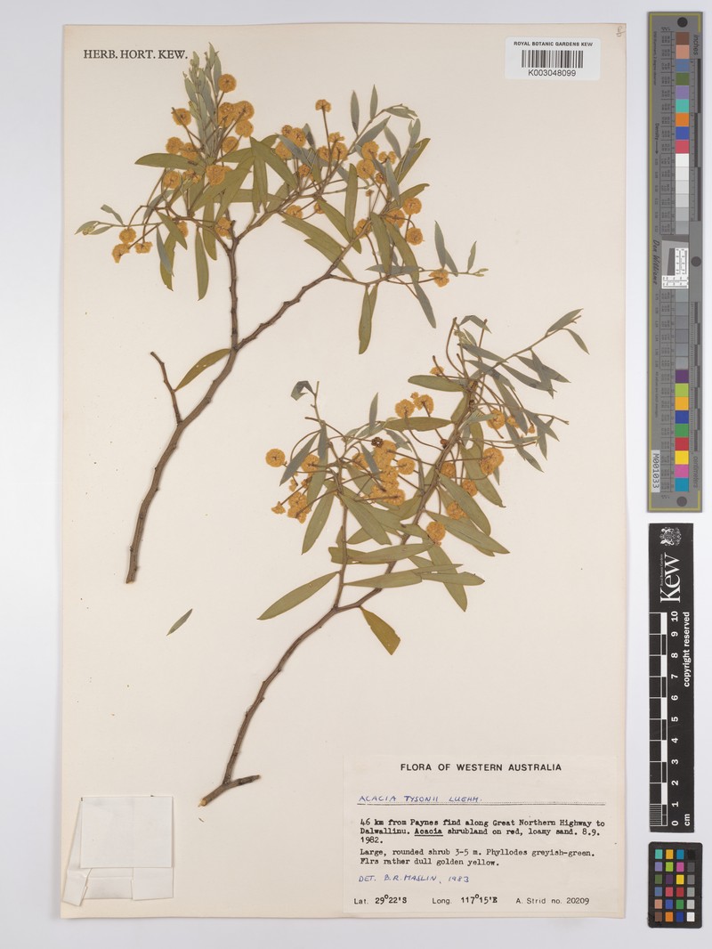 Acacia tysonii photo 2