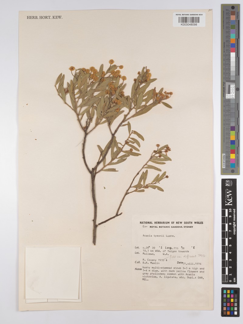 Acacia tysonii photo 3