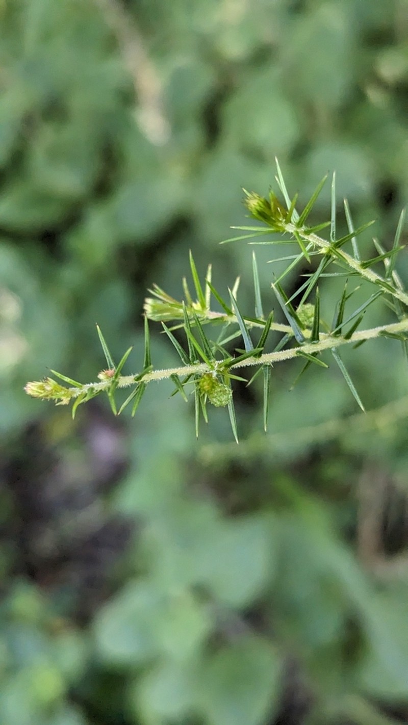 Juniper Wattle photo 3