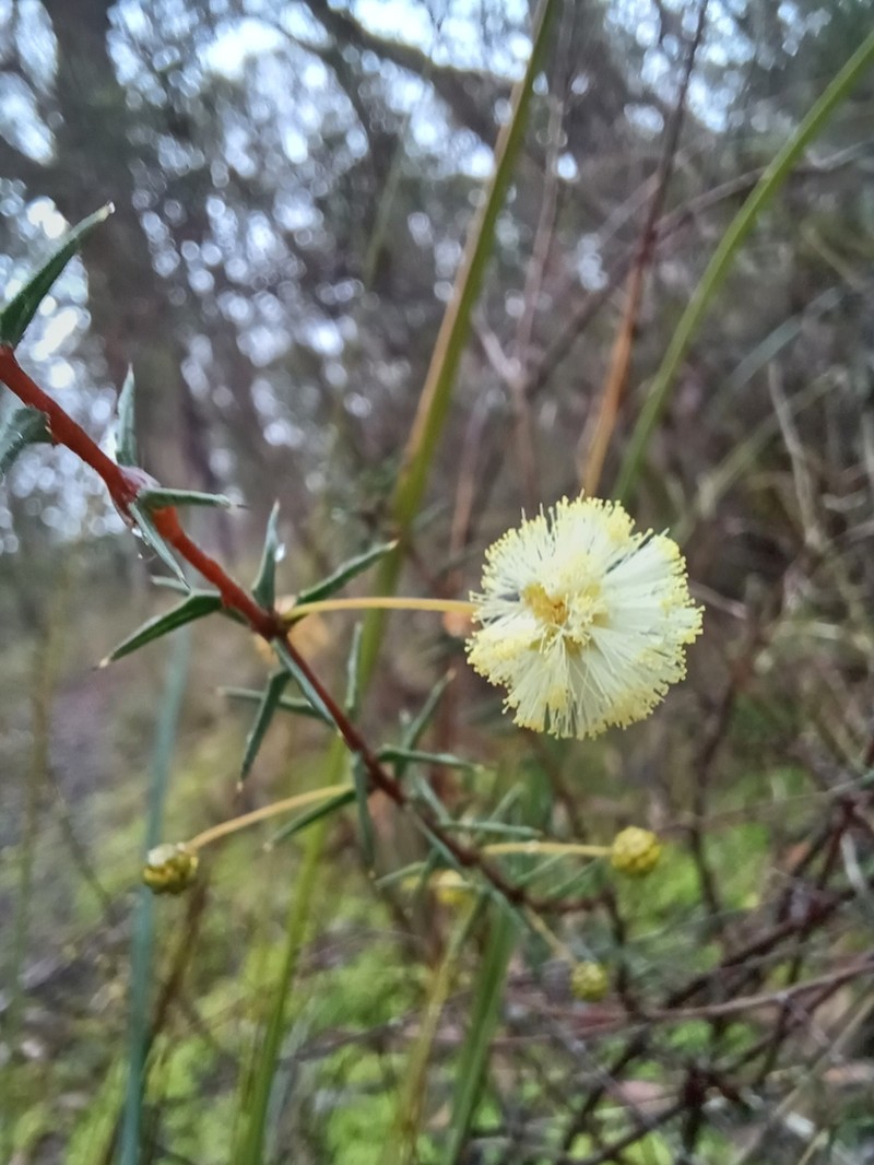Juniper Wattle photo 4