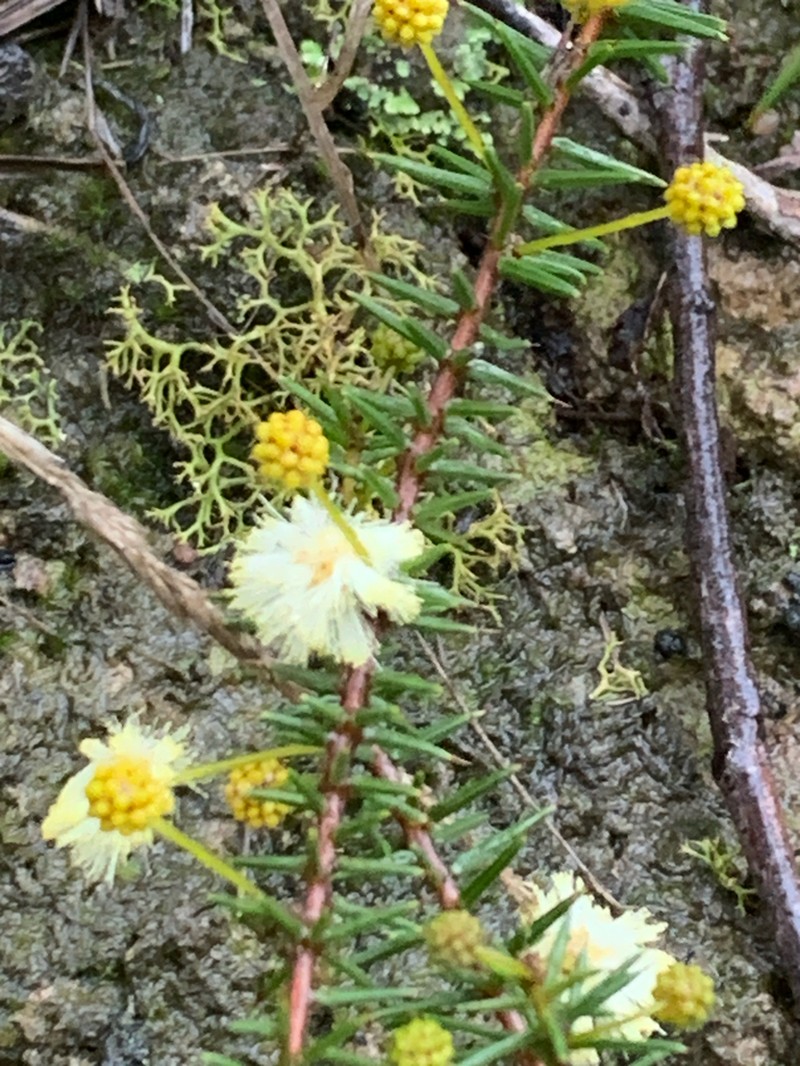 Juniper Wattle photo 5
