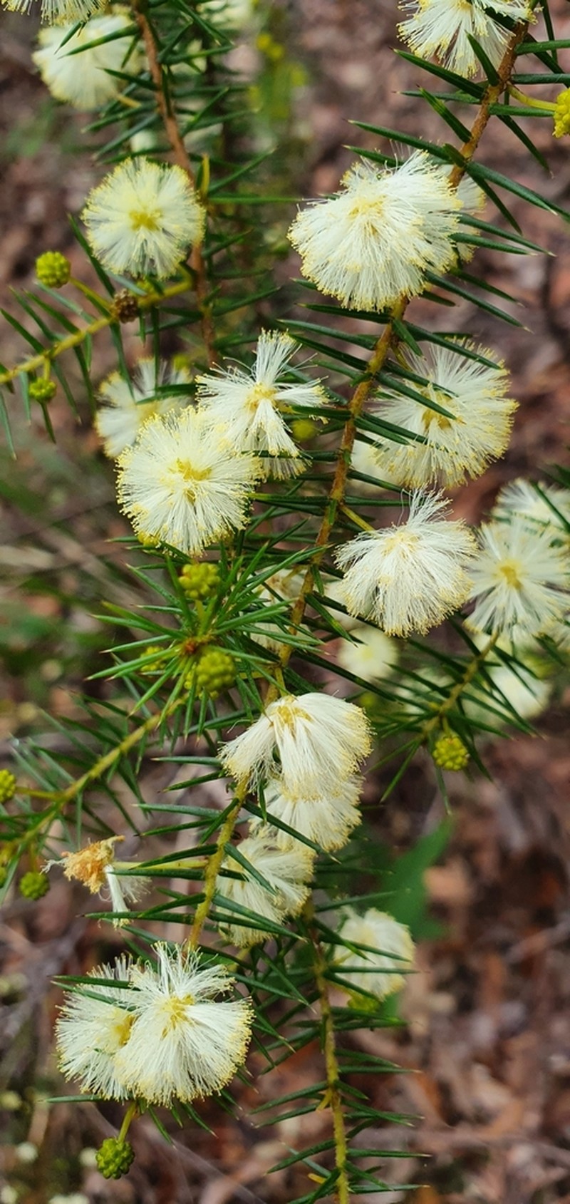 Juniper Wattle photo 6