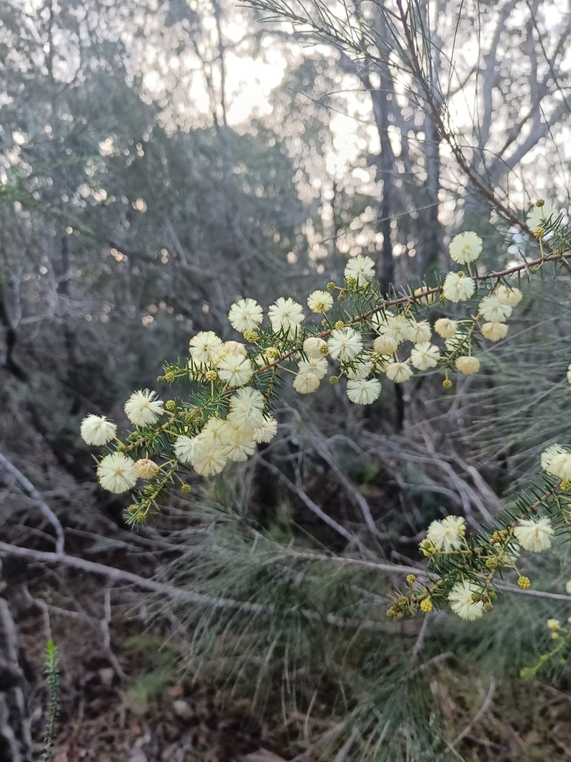 Juniper Wattle photo 7