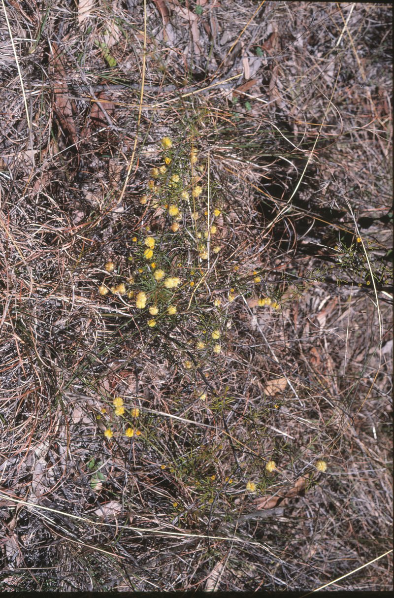 Juniper Wattle photo 2