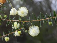 Juniper Wattle