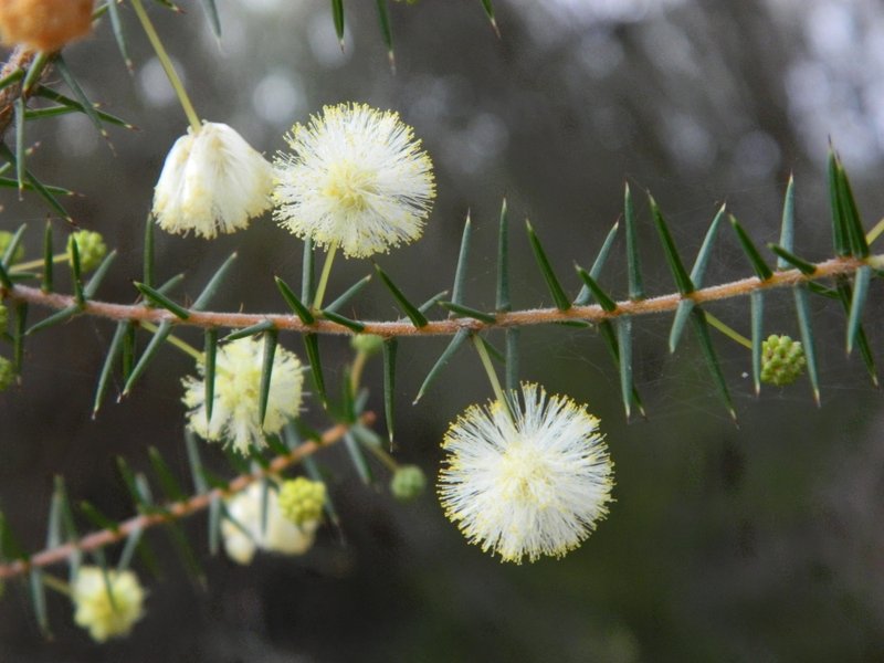 Juniper Wattle