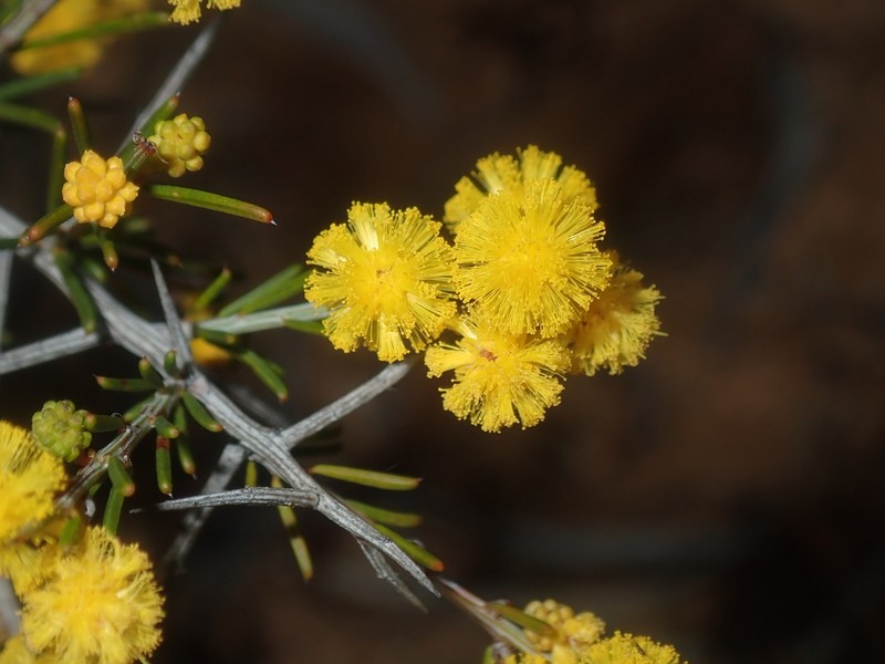 Acacia ulicina photo 2