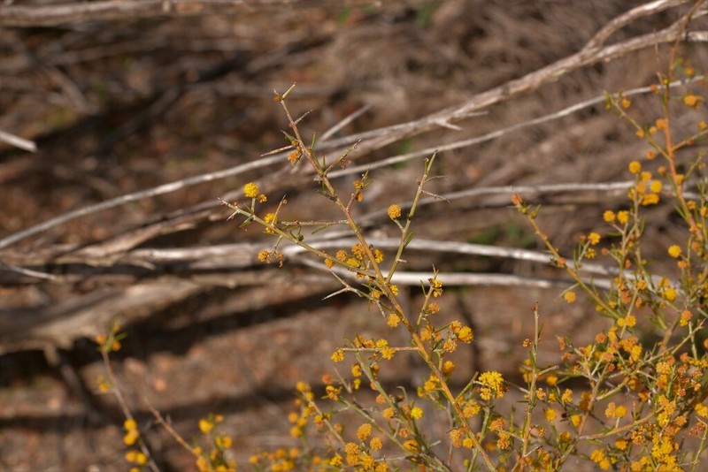 Acacia ulicina photo 3