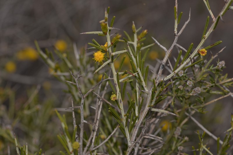 Acacia ulicina photo 4