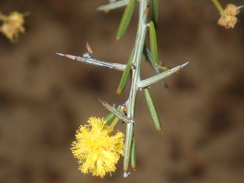 Acacia ulicina photo 5