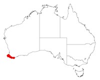 Acacia uliginosa