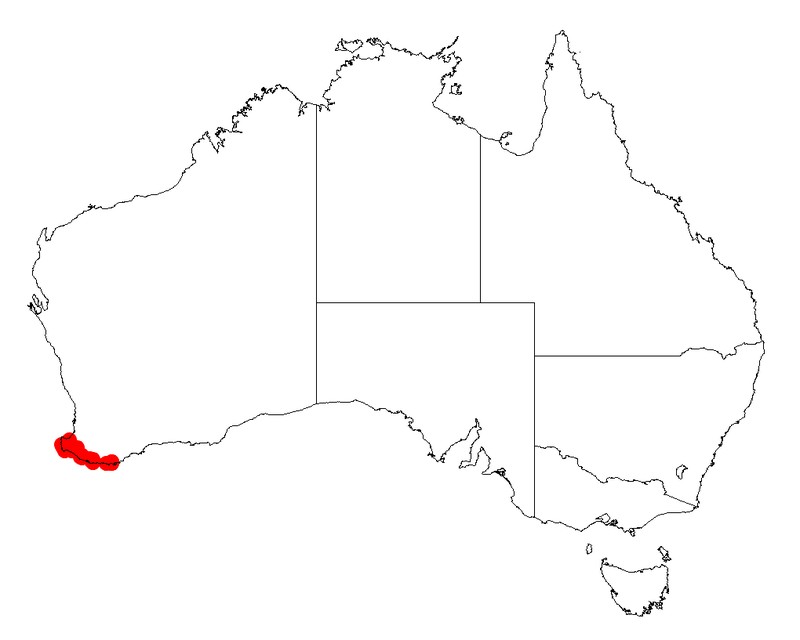 Acacia uliginosa